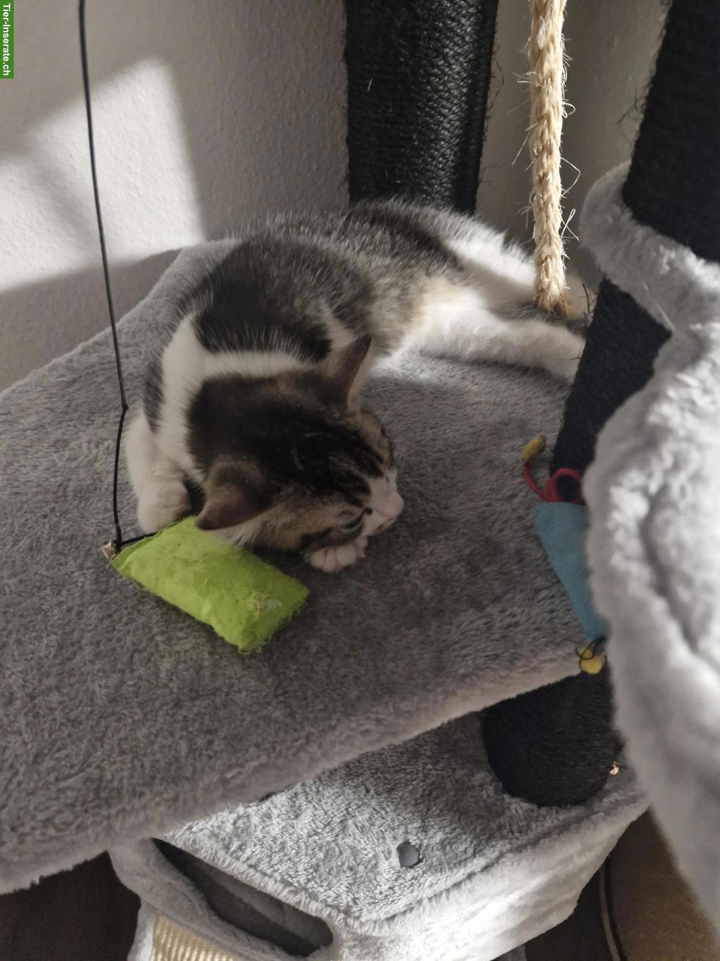 Bild 3: BKH Mischlingskitten, Kater