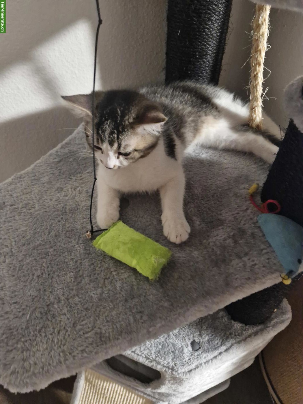 Bild 4: BKH Mischlingskitten, Kater