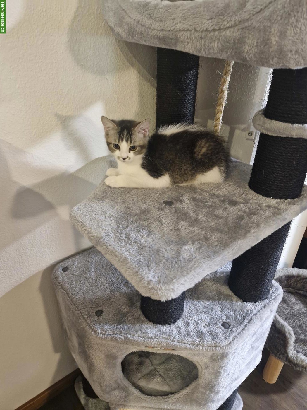 Bild 6: BKH Mischlingskitten, Kater