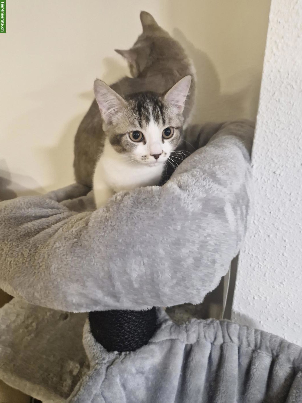 Bild 7: BKH Mischlingskitten, Kater
