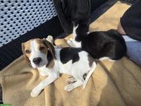 Junger Beagle Rüde sucht Zuhause oder Pflegestelle
