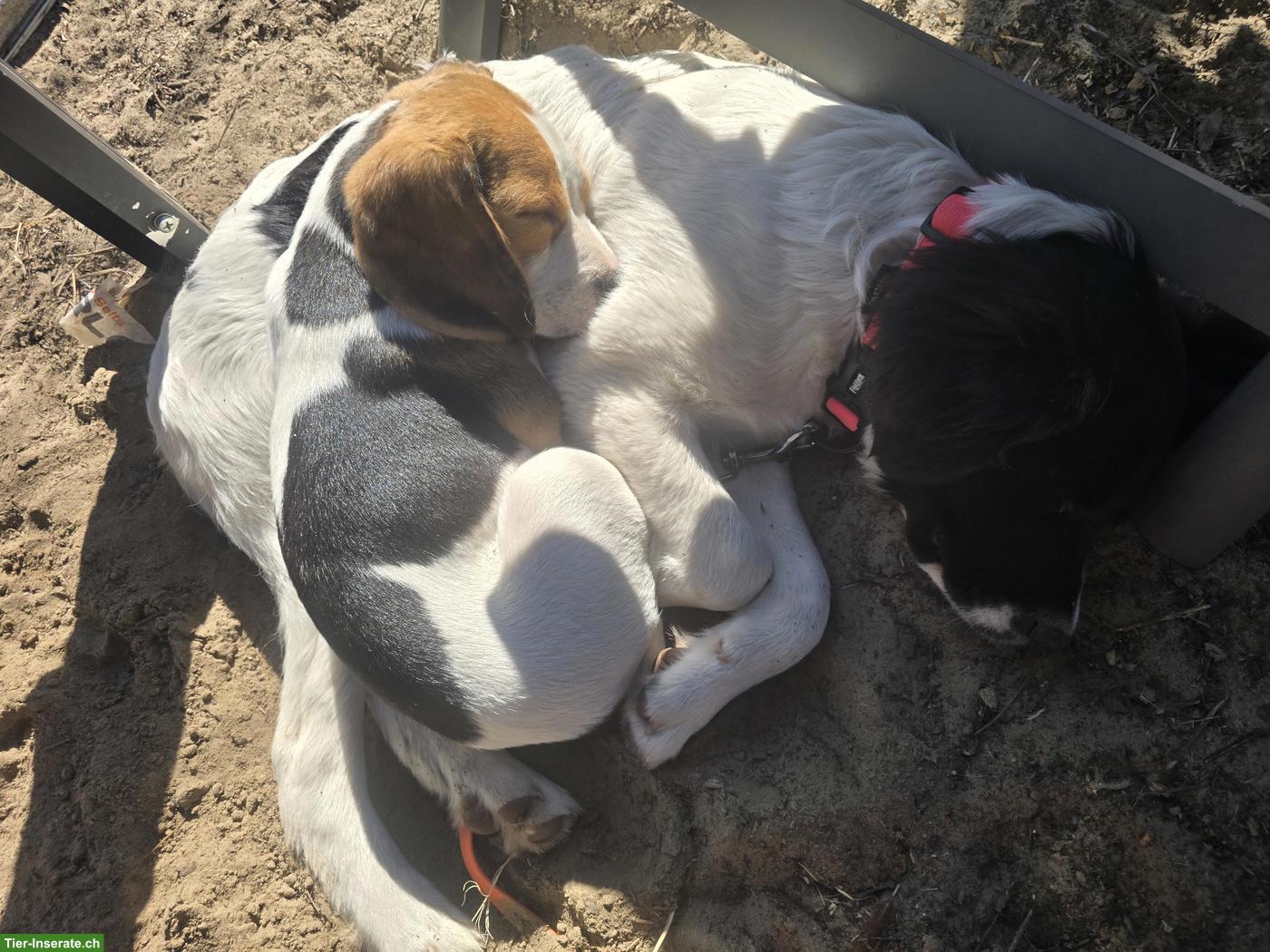 Bild 2: Junger Beagle Rüde sucht Zuhause oder Pflegestelle