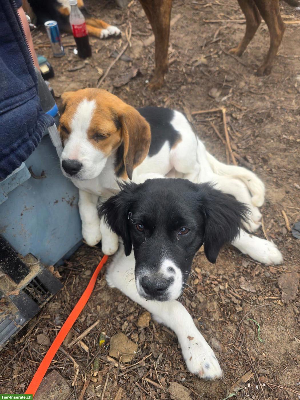 Bild 3: Junger Beagle Rüde sucht Zuhause oder Pflegestelle