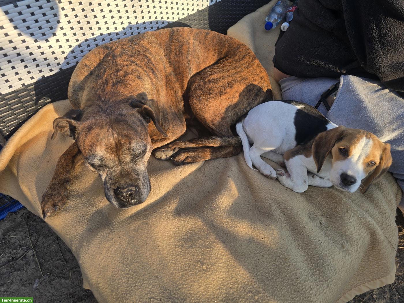 Bild 4: Junger Beagle Rüde sucht Zuhause oder Pflegestelle