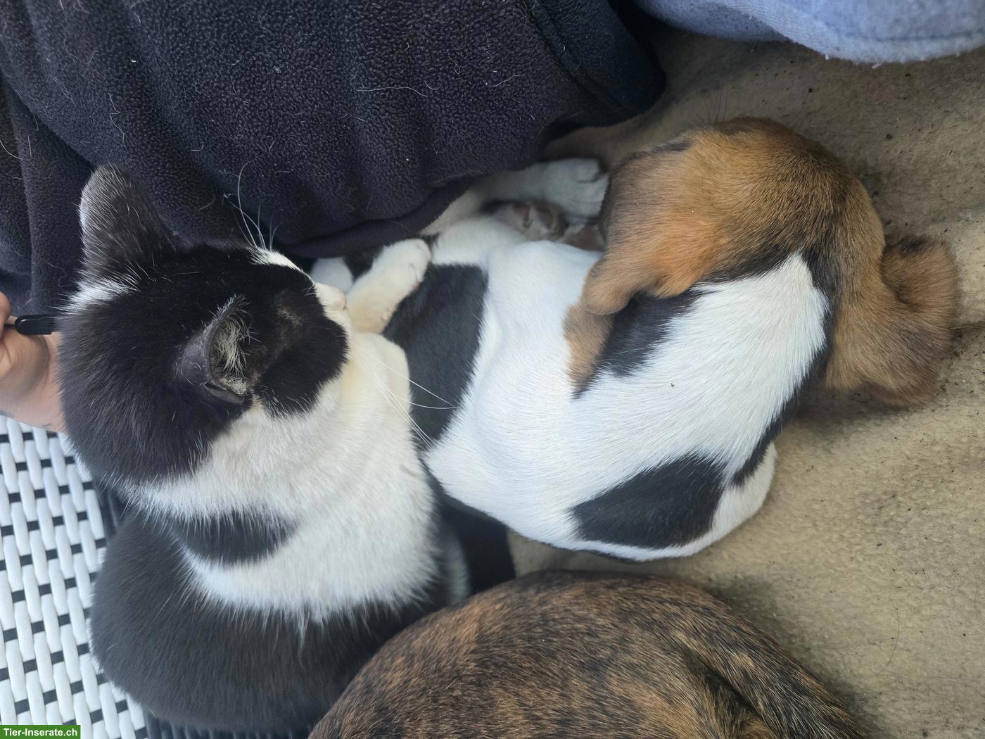 Bild 5: Junger Beagle Rüde sucht Zuhause oder Pflegestelle