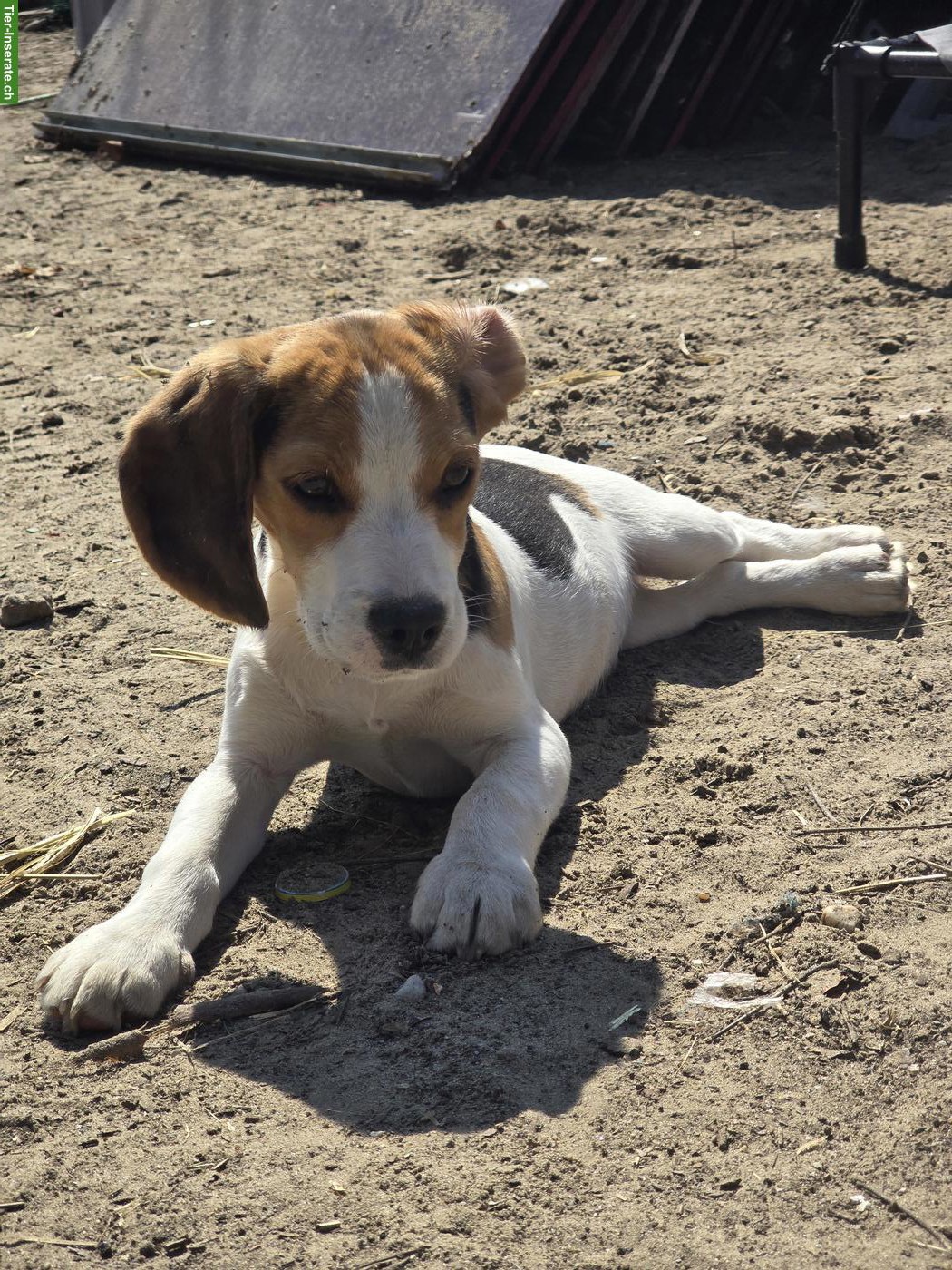 Bild 6: Junger Beagle Rüde sucht Zuhause oder Pflegestelle