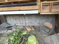 Wachteln, 5 Weibchen und 1 Männchen