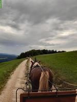 Schwarzwälder Fuchs Wallach zu verkaufen, geritten und gefahren