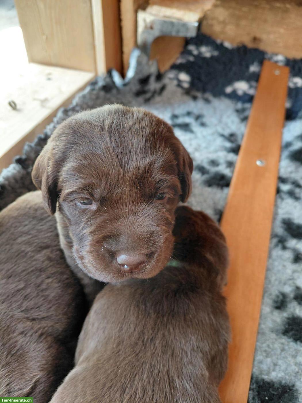 Braune Labrador Welpen, reinrassig