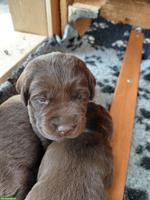 Braune Labrador Welpen, reinrassig
