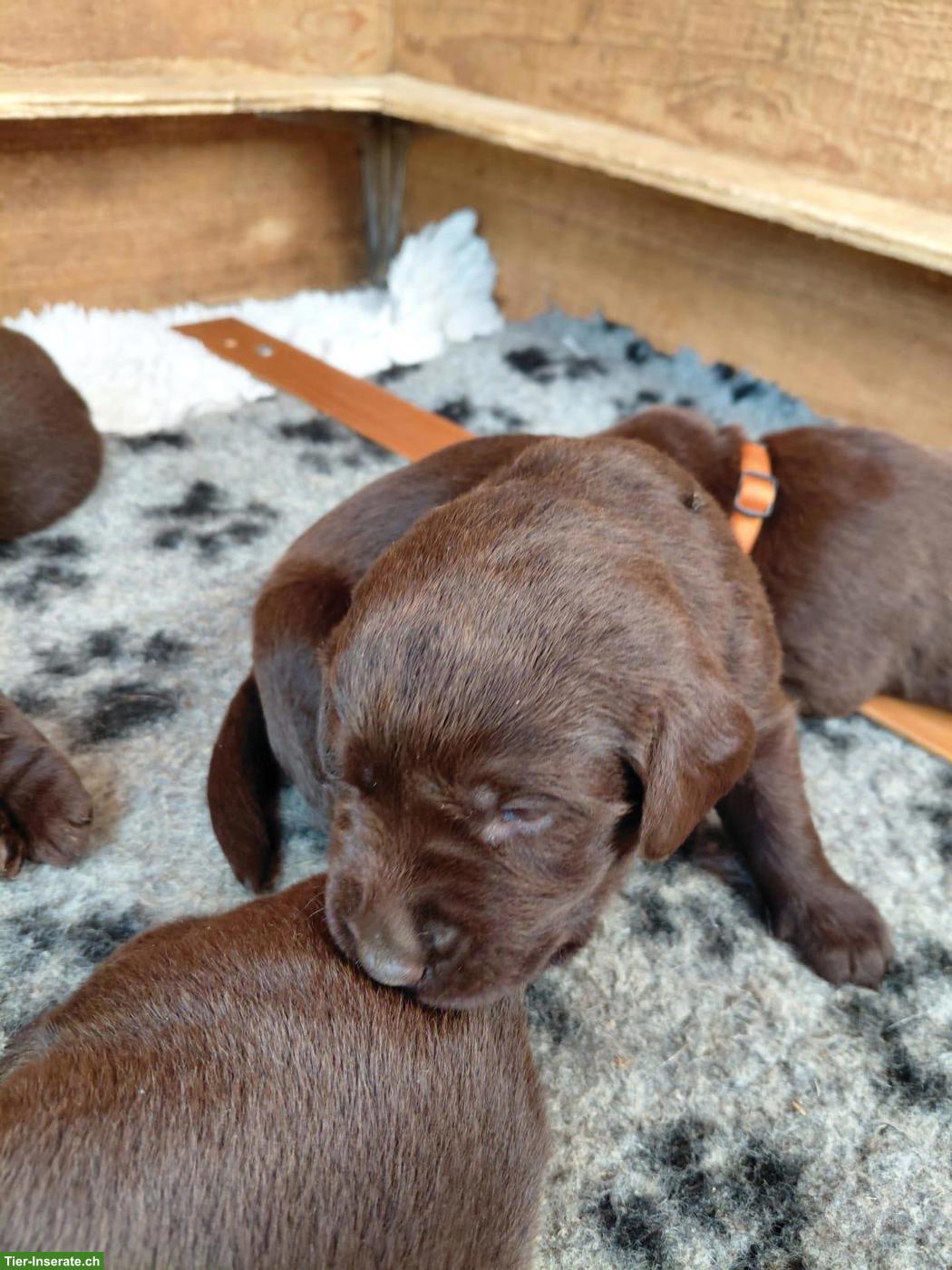 Bild 2: Braune Labrador Welpen, reinrassig