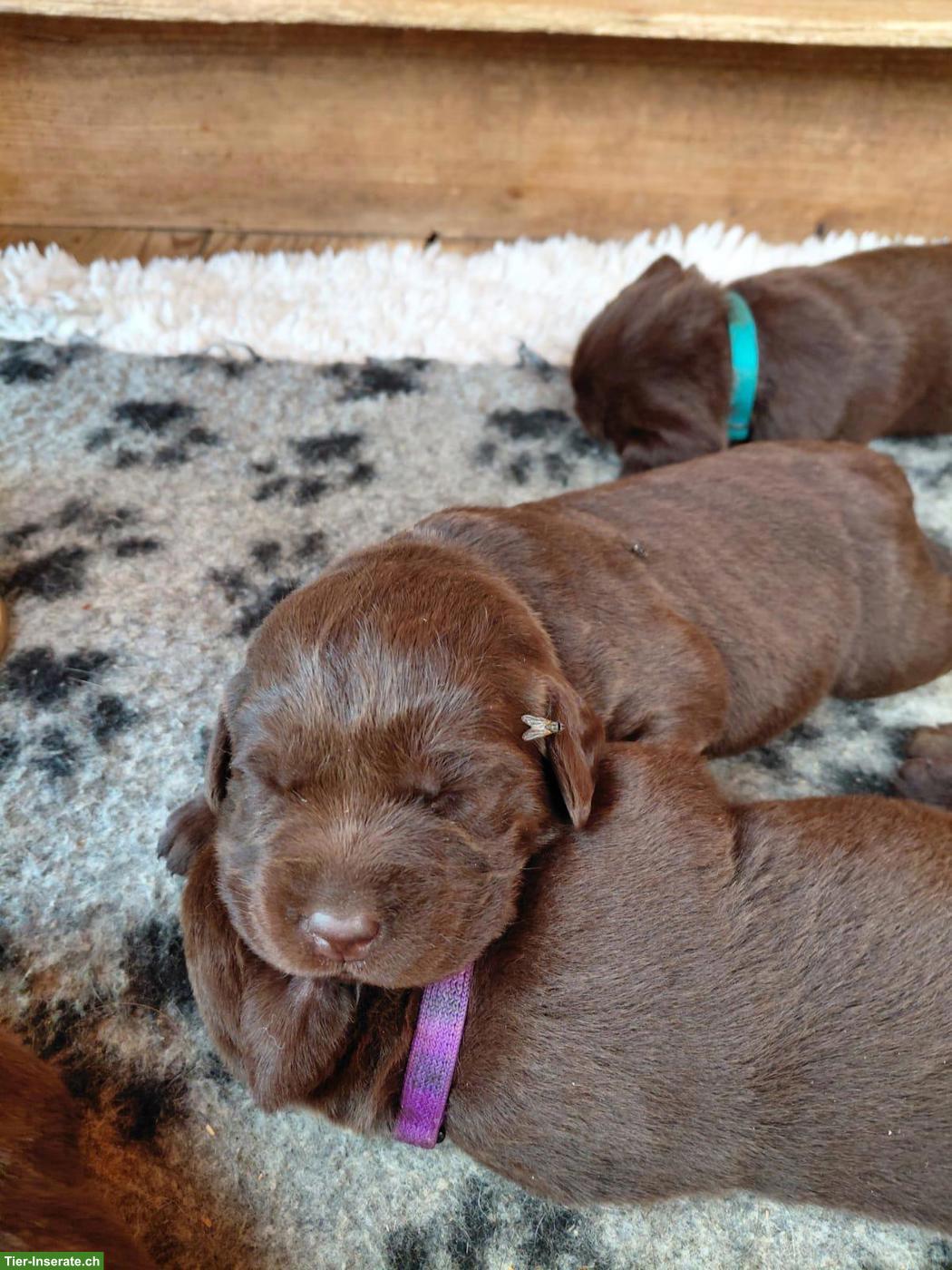 Bild 4: Braune Labrador Welpen, reinrassig