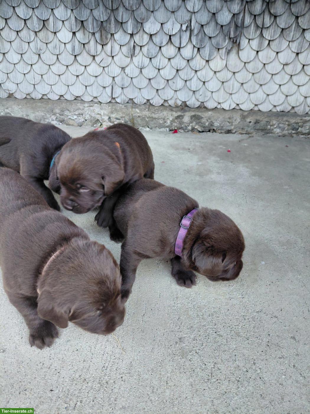Bild 5: Braune Labrador Welpen, reinrassig