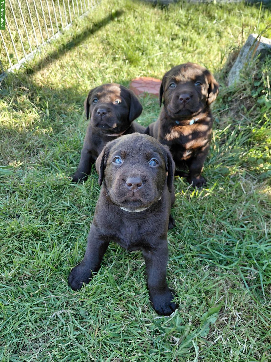 Bild 6: Braune Labrador Welpen, reinrassig