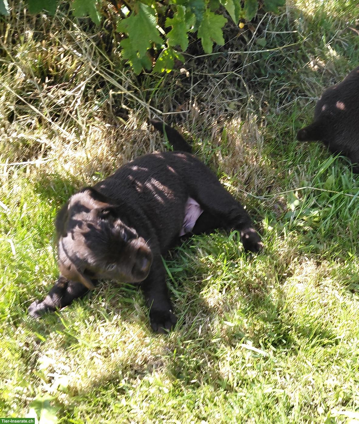 Bild 7: Braune Labrador Welpen, reinrassig