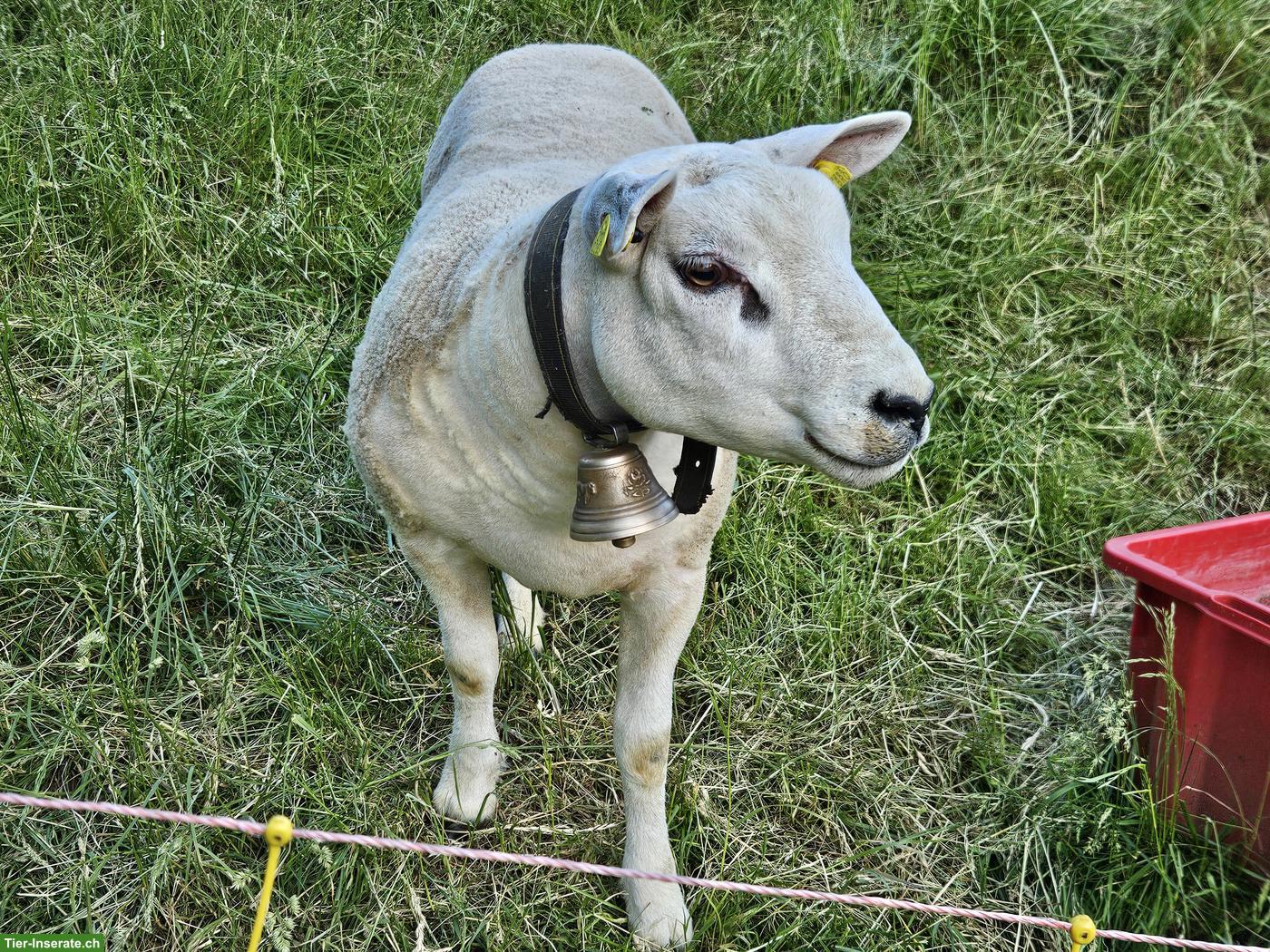 Texel Widder zu verkaufen