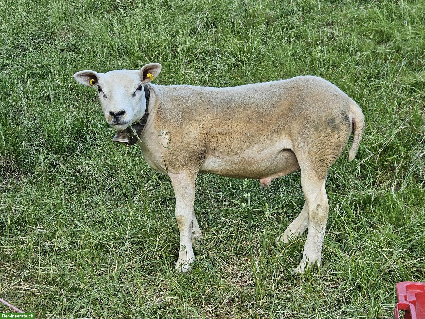Bild 2: Texel Widder zu verkaufen