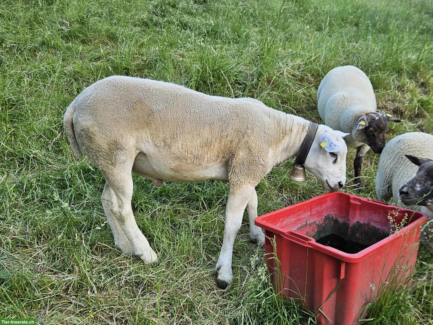 Bild 3: Texel Widder zu verkaufen
