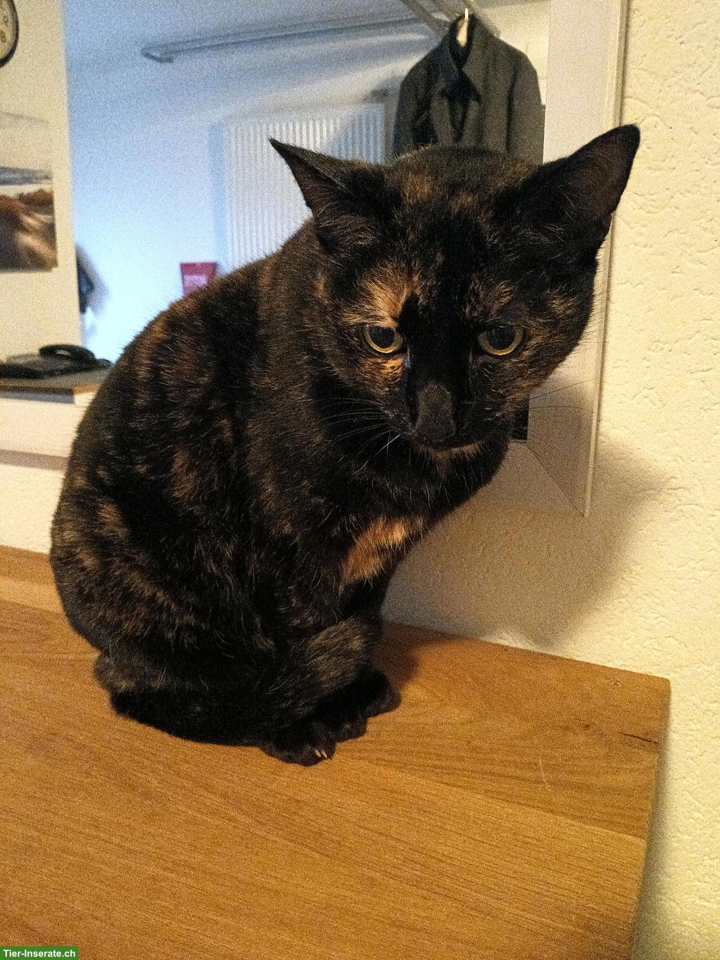 Schildpatt Katze sucht Zuhause mit viel Zuneigung