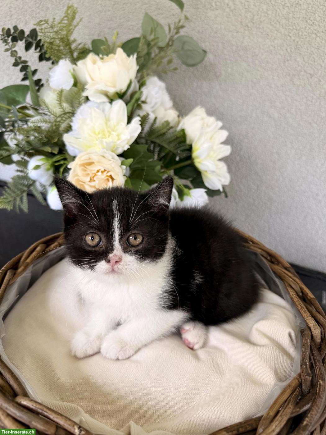 Britisch Kurzhaar Kitten, Kätzin, Black Bicolor