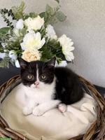 Britisch Kurzhaar Kitten, Kätzin, Black Bicolor