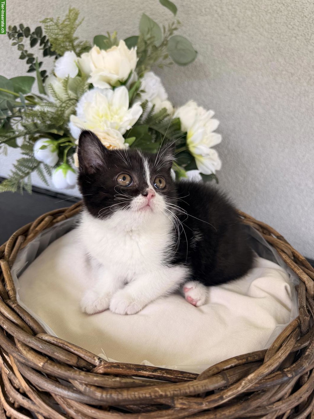 Bild 2: Britisch Kurzhaar Kitten, Kätzin, Black Bicolor