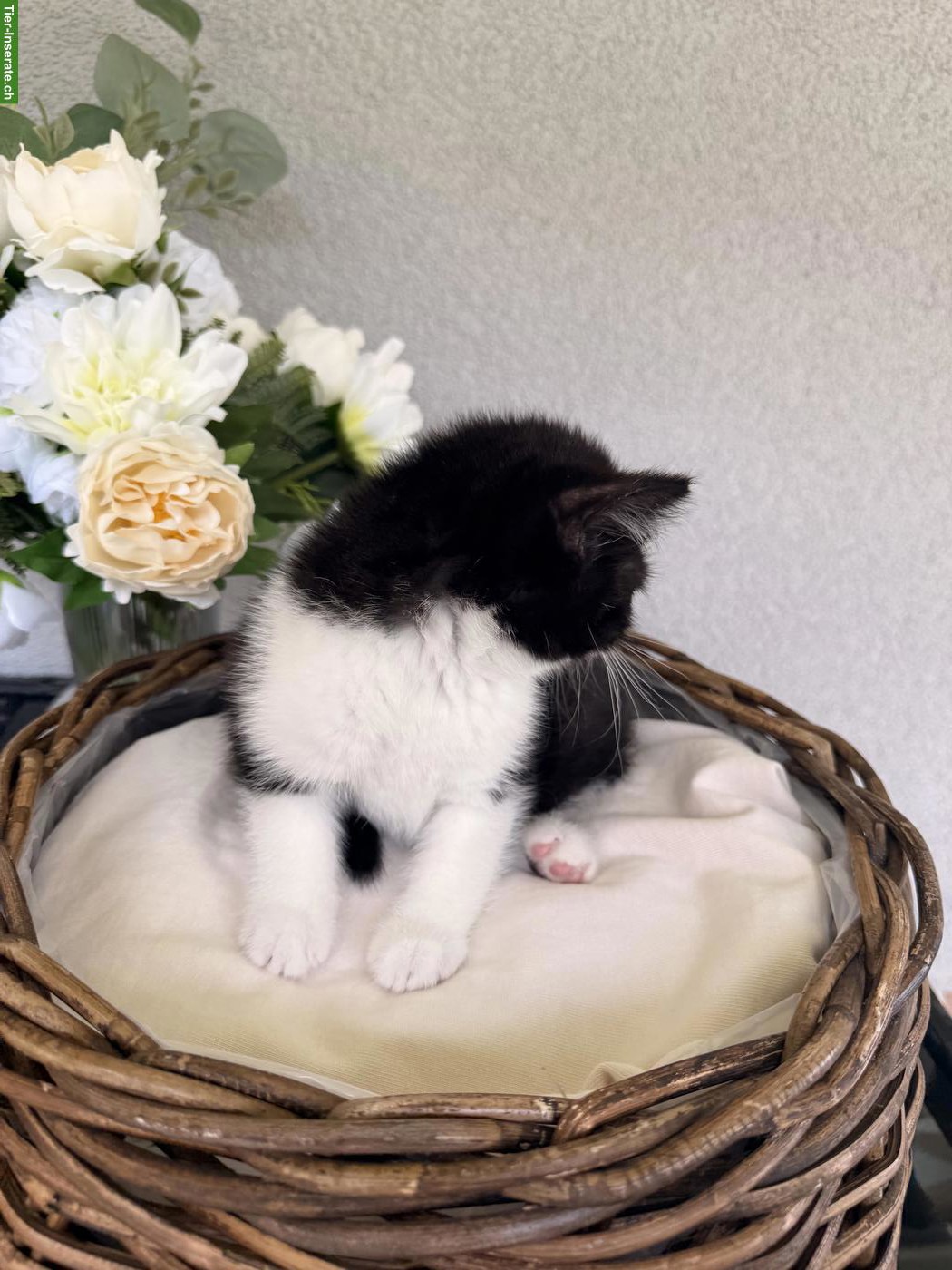 Bild 3: Britisch Kurzhaar Kitten, Kätzin, Black Bicolor