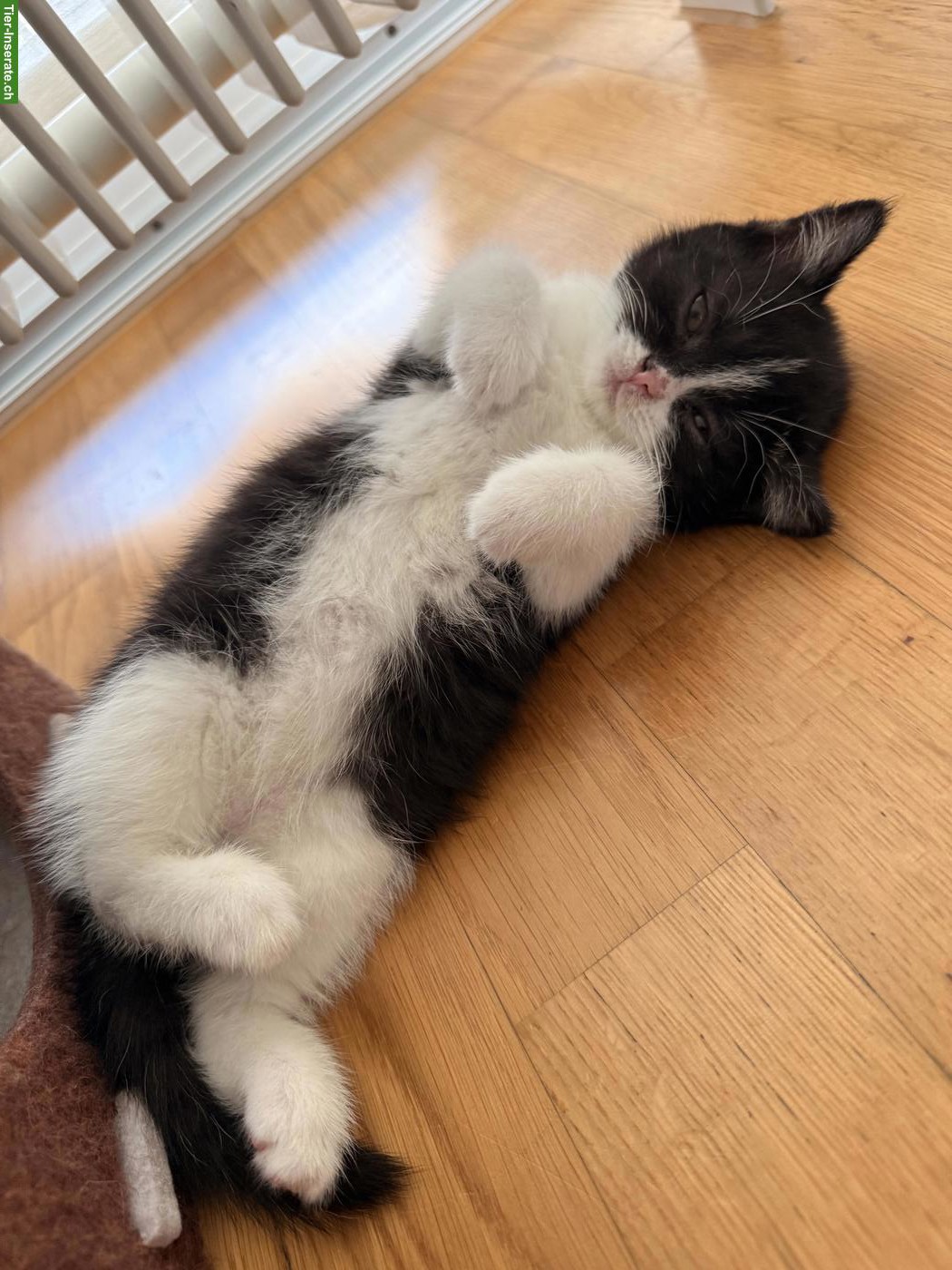 Bild 4: Britisch Kurzhaar Kitten, Kätzin, Black Bicolor
