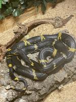 Amurnatter (Elaphe schrenckii) 0.1 inkl. Terrarium
