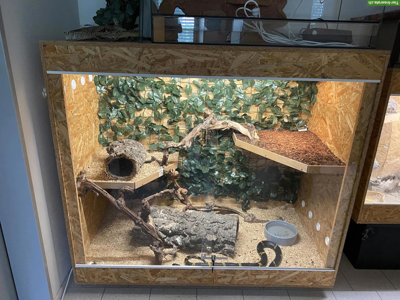 Bild 2: Amurnatter (Elaphe schrenckii) 0.1 inkl. Terrarium