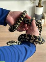 Teppichpython (Morelia spilota ssp.) mit Terrarium