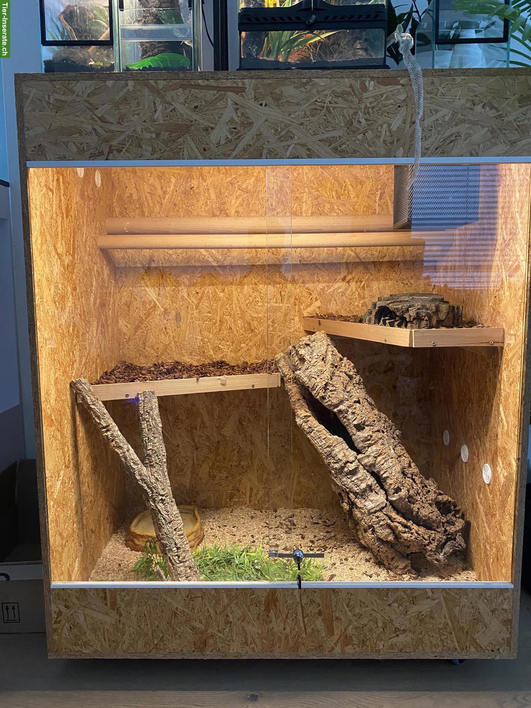 Bild 2: Teppichpython (Morelia spilota ssp.) mit Terrarium