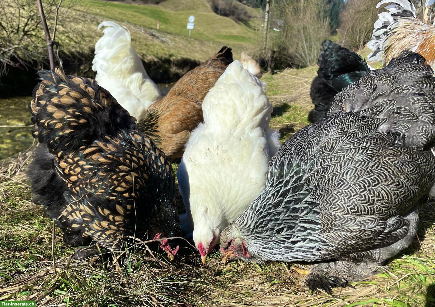 Bild 2: Brahma Küken (grosse Rasse) zu verkaufen
