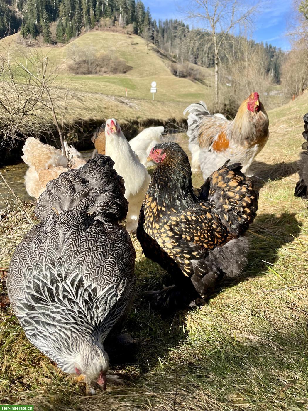 Bild 5: Brahma Küken (grosse Rasse) zu verkaufen