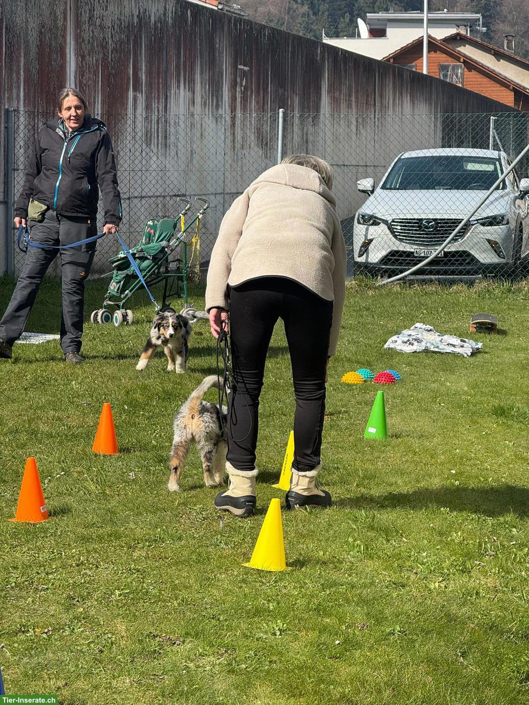 Bild 9: Karin's Welpenkurse im Aargau