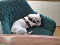 Hundesitting GESUCHT, Raum Niederwil bei Andelfingen