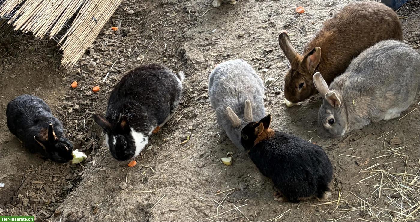 Diverse Kaninchen suchen neues liebes Zuhause