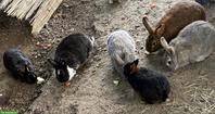 Diverse Kaninchen suchen neues liebes Zuhause
