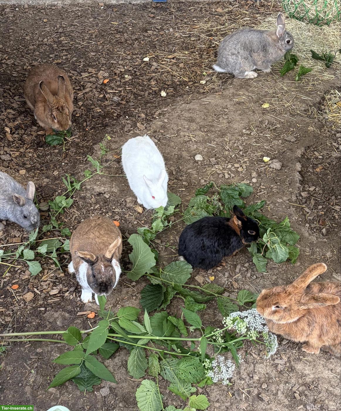Bild 2: Diverse Kaninchen suchen neues liebes Zuhause