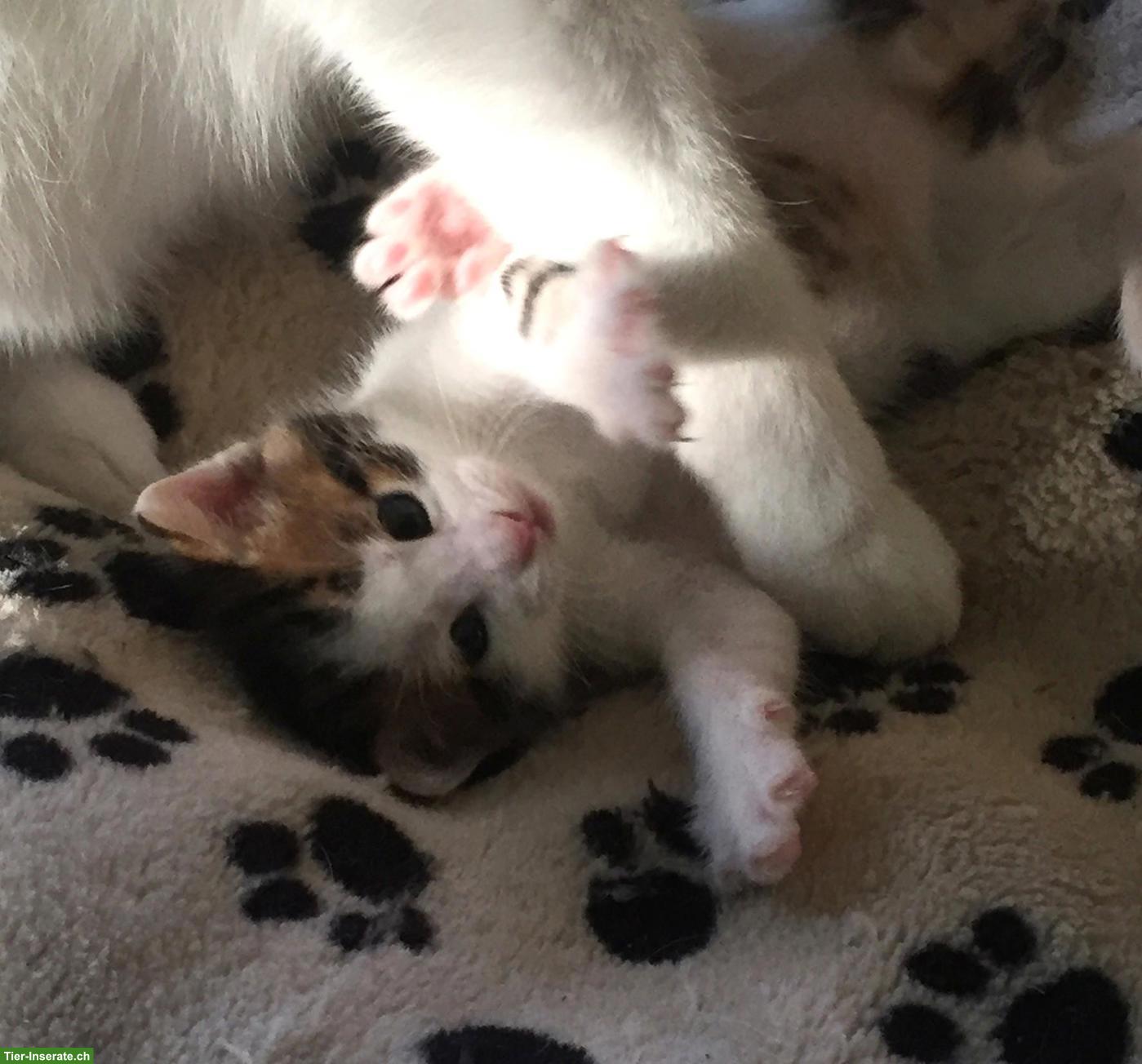 Bild 3: Junge Babykätzchen, 3-farbige Glückskätzchen, weiss-schwarz-rot