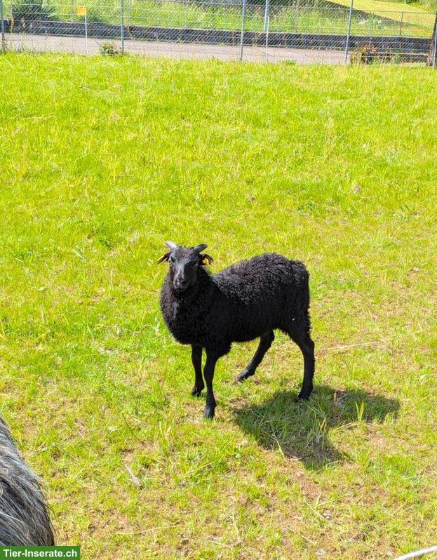 Heidschnucken Schafbock vom März 26