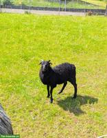 Heidschnucken Schafbock vom März 26