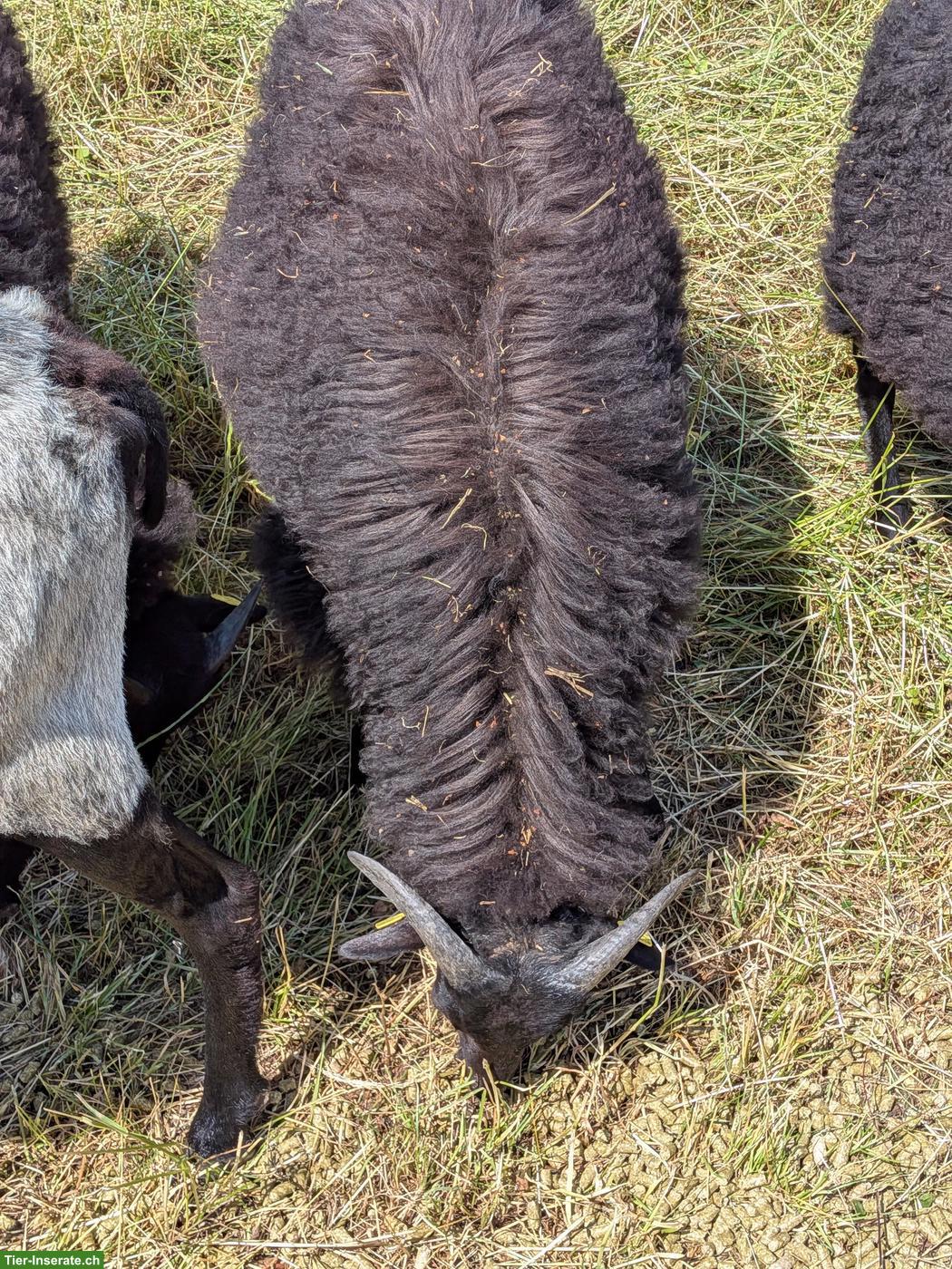 Bild 2: Heidschnucken Schafbock vom März 26