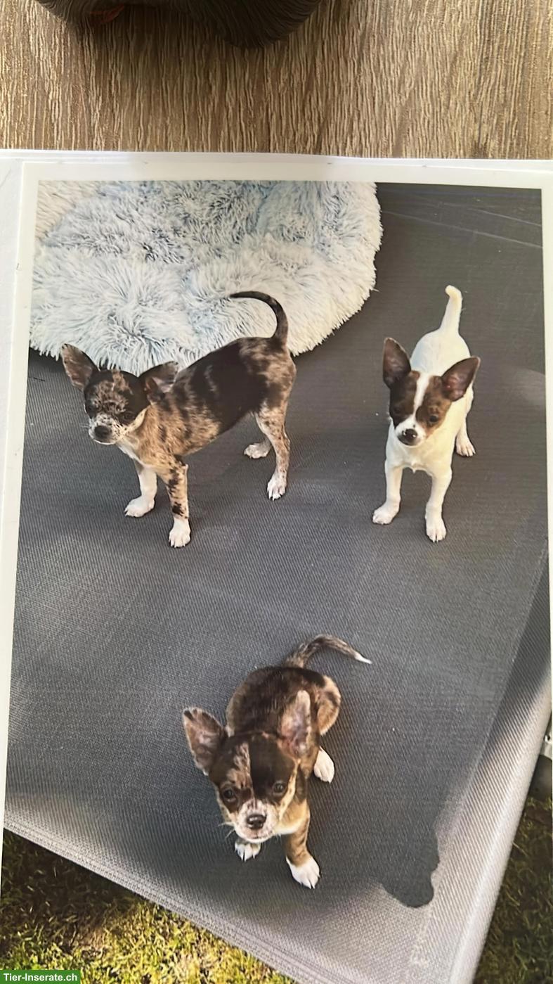 Chihuahua Welpen, männlich suchen ihr zu Hause