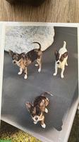 Chihuahua Welpen, männlich suchen ihr zu Hause