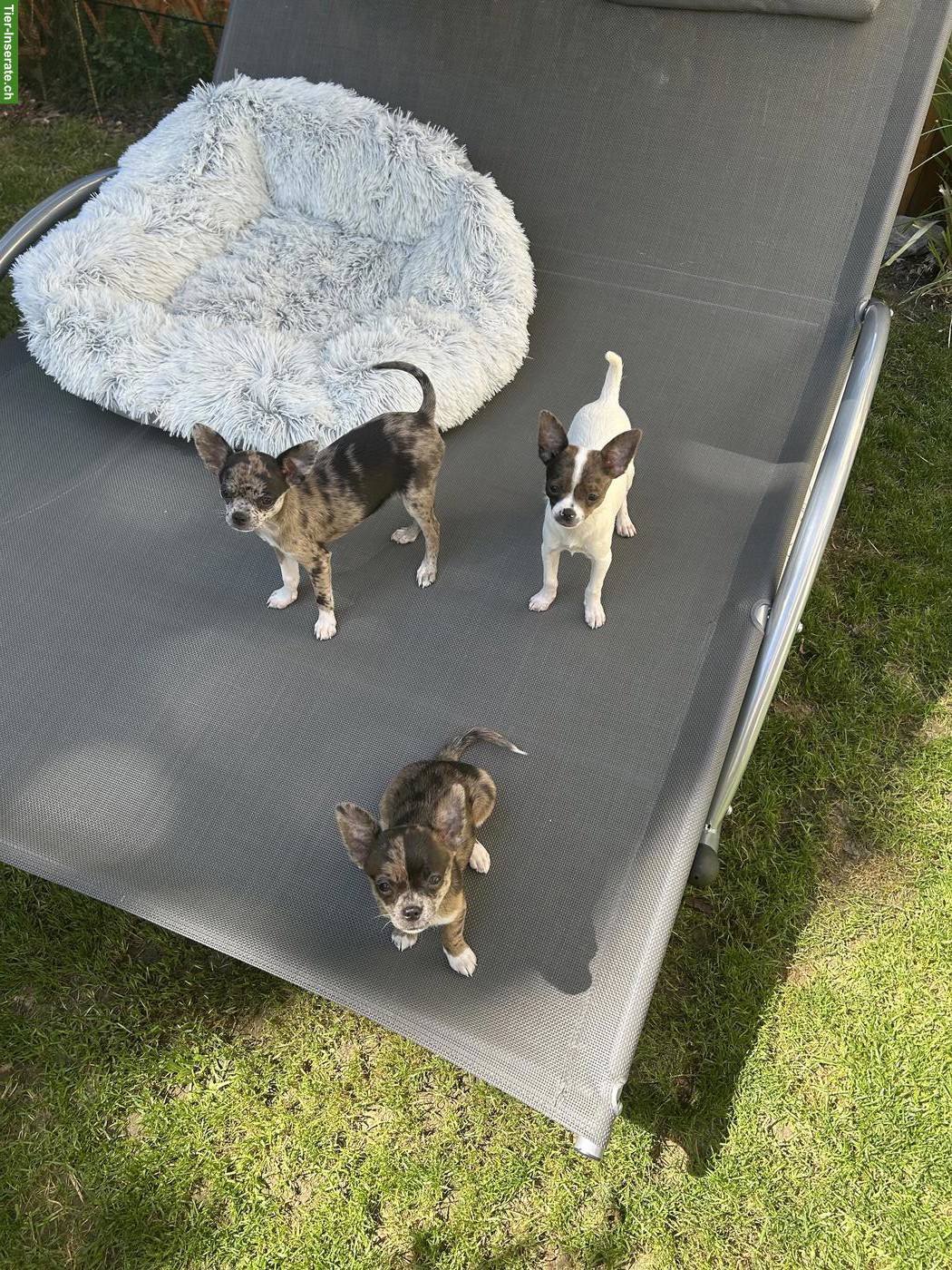 Bild 2: Chihuahua Welpen, männlich suchen ihr zu Hause