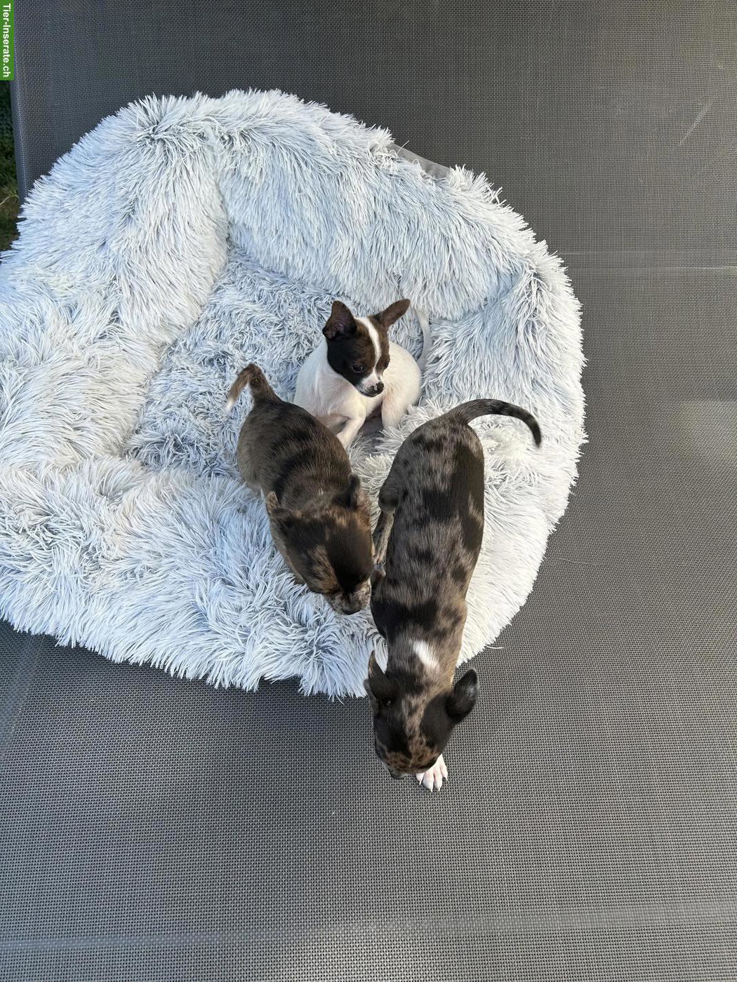 Bild 3: Chihuahua Welpen, männlich suchen ihr zu Hause