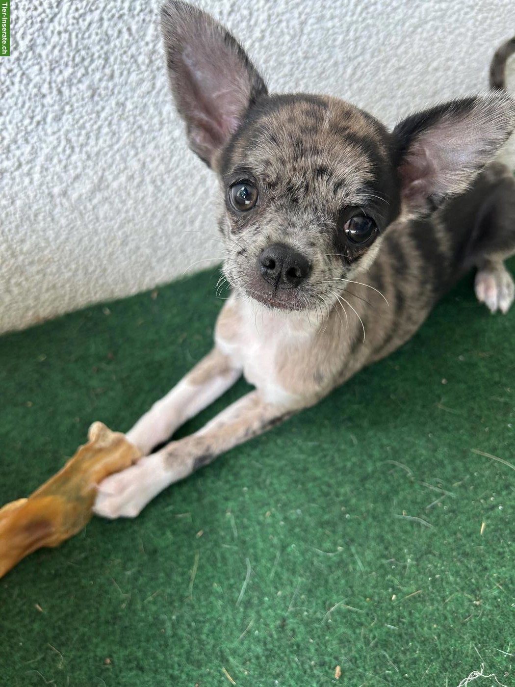 Bild 4: Chihuahua Welpen, männlich suchen ihr zu Hause