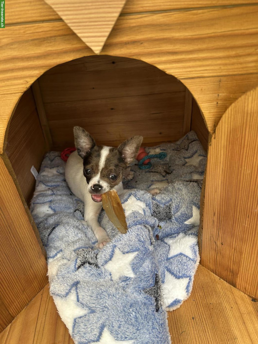 Bild 5: Chihuahua Welpen, männlich suchen ihr zu Hause