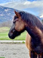 Dakota, ein 9-jähriger Wallach, Stockmass ca 150cm, Barhuf